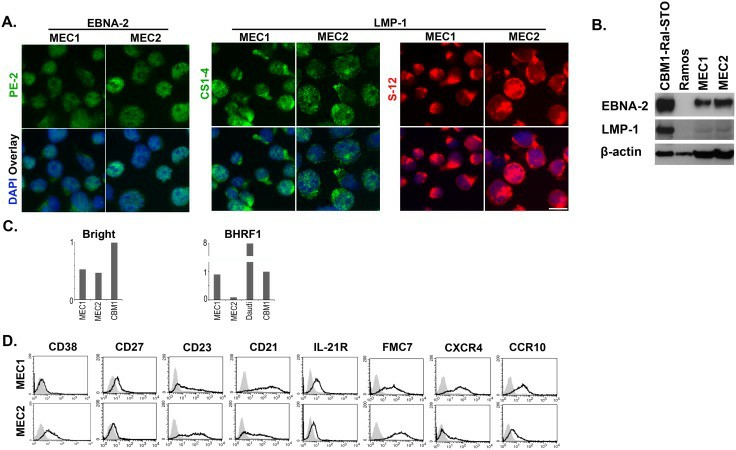 (A) Expression of EBV encoded proteins EBNA-2 and LMP-1 by immunofluorescence; (B) Expression of EBNA-2 and LMP-1 by immunoblotting; (C) Expression of Bright and BARF1 by Q-PCR. (D) FACS analysis of surface markers that are differently expressed in the 2 lines.