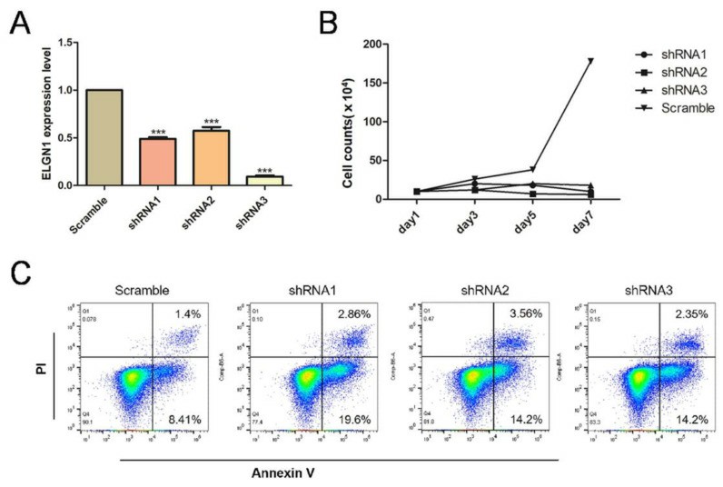 (A) Quantitative PCR (qPCR) determination of the knockdown efficiency of the three shRNAs on EGLN1 gene knockdown in MEC-1 cells. (B) Growth curves of the shRNA knockdown group and the control group. (C) Proportion of apoptotic cells in the knockdown and control groups.