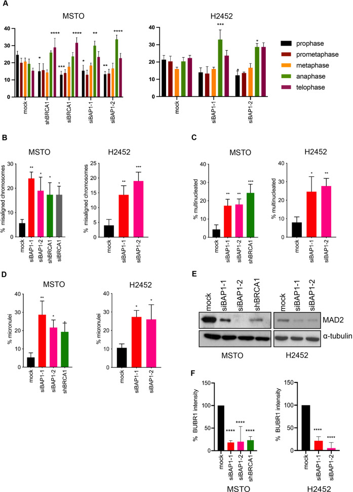 A MSTO-211H and NCI-H2452 were either mock-depleted or depleted of BAP1 or BRCA1. B Cells treated and stained as in A, were analysed to measure the percentage of metaphase cells with misaligned chromosomes. C, D The percentage of interphase cells treated as in A that were multinucleated (C) or contained micronuclei (D) were scored. E Cell lysates treated as in A were analyzed by Western blot with antibodies against MAD2L1 and α-tubulin. F Cells treated as in A were processed for immunofluorescence microscopy with BUBR1 antibodies and DNA stained with Hoechst 33258.