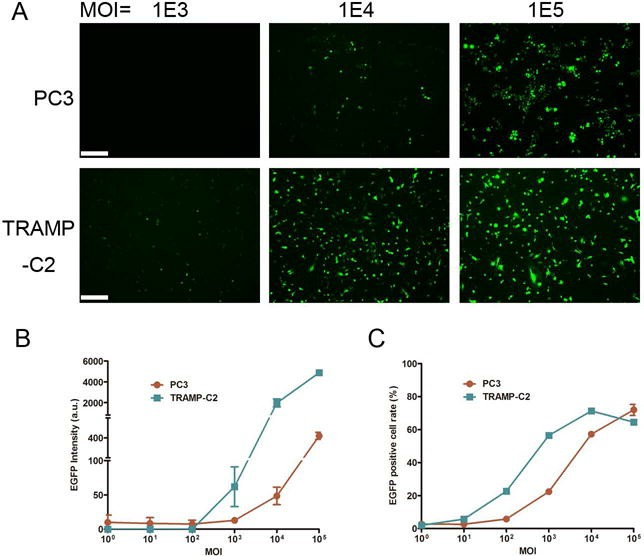 Ad efficiently transduces human and mouse prostate cancer cells in vitro.