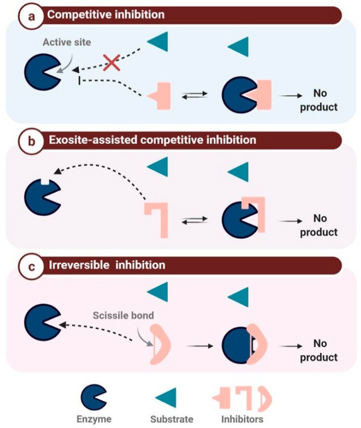 (a): competitive inhibition: the inhibitor binds to the active site instead of the substrate, (b): Exosite-assisted competitive inhibition: the inhibitor blocks the access to the active site through binding to an exosite, (c): Irreversible inhibition: the inhibitor binds irreversibly to the enzyme-inducing its inactivation.