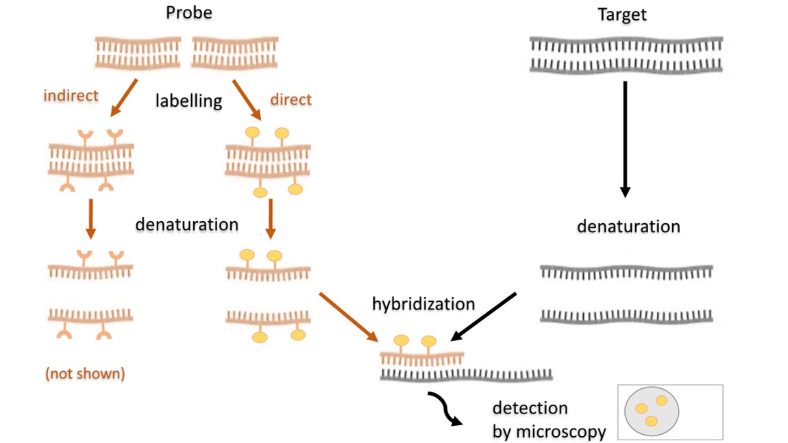 Scheme of the FISH.