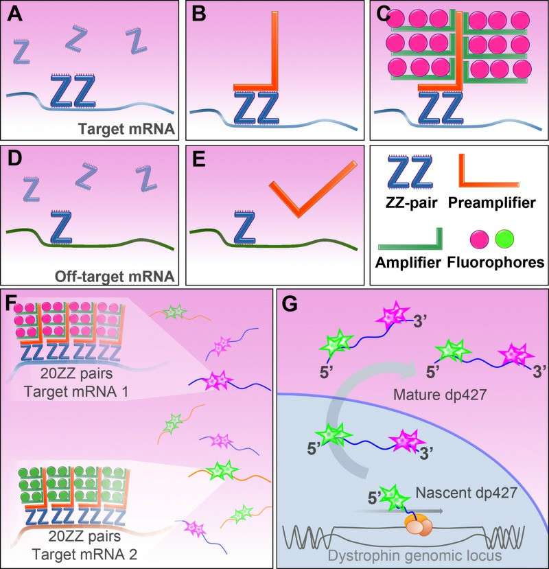 RNAscope in situ hybridization method