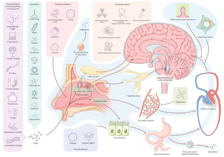 According to the factors that affect the absorption of drugs into the brain through the nose, the bioavailability of drugs administered through the nasal brain pathway can be improved by various approaches.