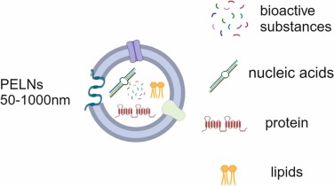 Composition of plant-derived exosome-like nanovesicles.