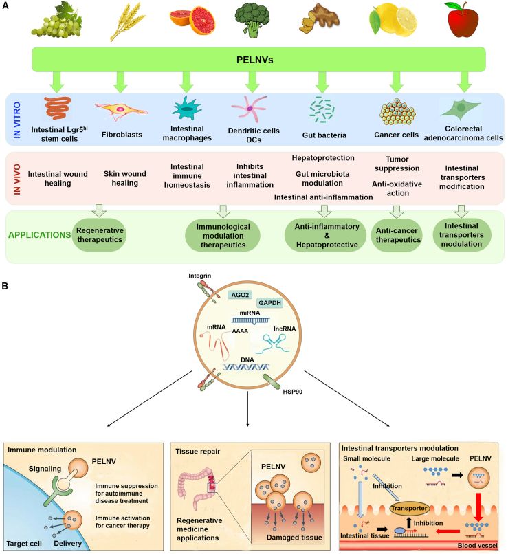 Overview of biological functions of plant-derived exosome-like nanovesicles from a variety of plant sources and their translation into therapeutic applications.