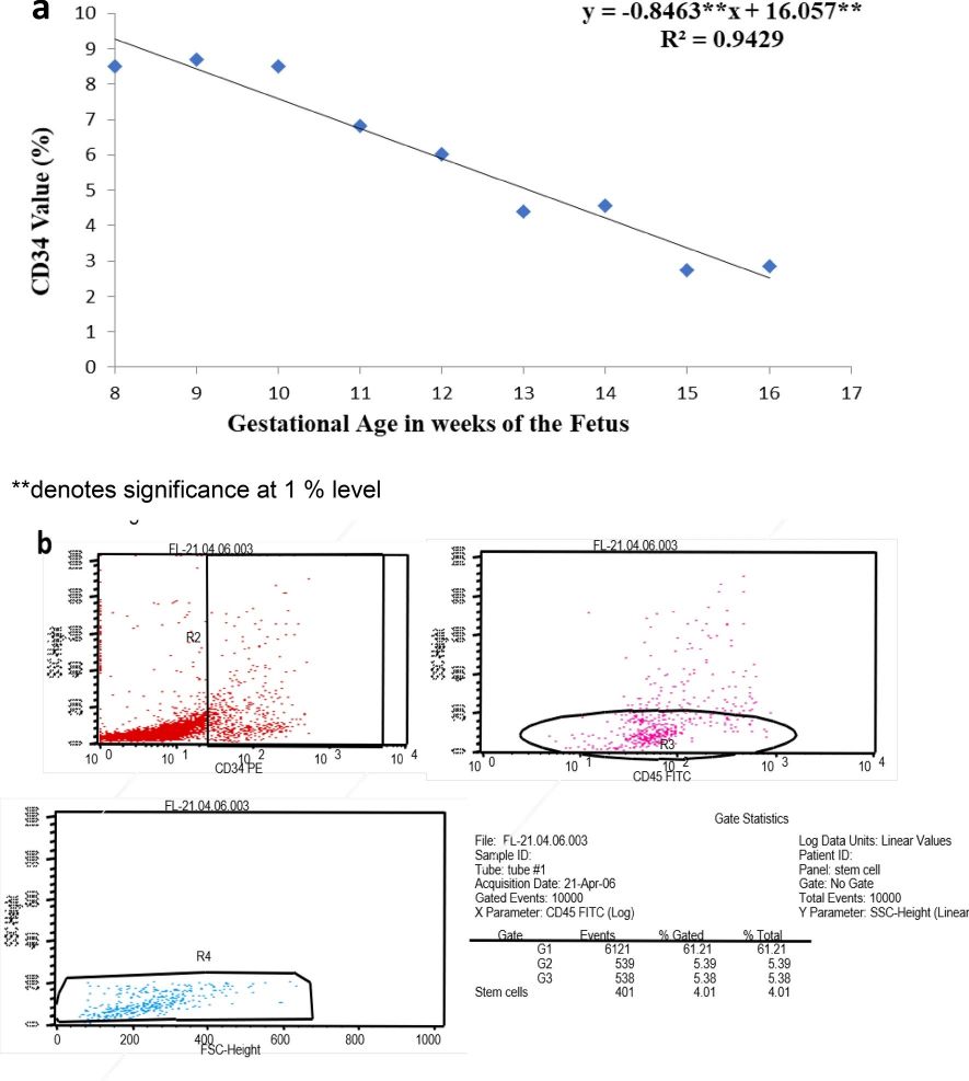 (a) The proportion of CD34+ cells in relation to the gestational age of the fetus. (b) Exemplary immunophenotypic analysis of fetal liver mononuclear cells, displaying that 5.39% of the evaluated cells express the CD34 antigen.