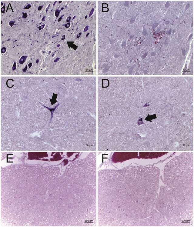 Representative results of ISH (DIG labeled RNA probe) of BoAstV-CH13/NeuroS1 RNA from bovine brain tissue.