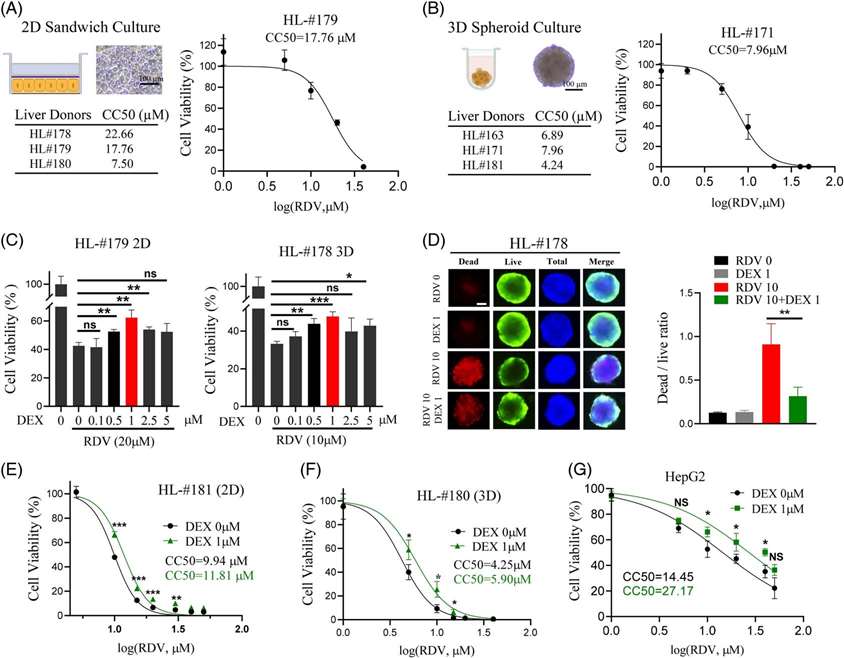 Dexamethasone mitigates remdesivir-induced cytotoxicity in human hepatocytes and HepG2 cells.