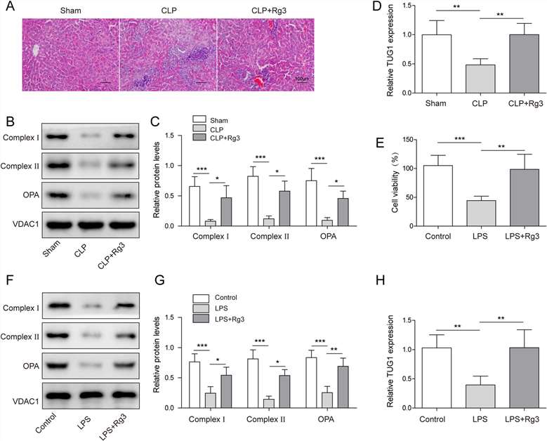 LncRNA TUG1 played a role in sepsis-induced liver injury and the mitigation of mitochondrial dysfunction by Rg3.