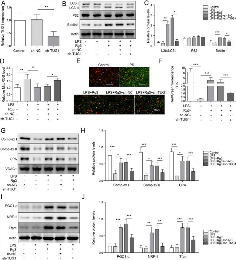 TUG1 depletion largely negated the beneficial effects of Rg3 on mitochondrial dysfunction in LPS-treated hepatocytes.