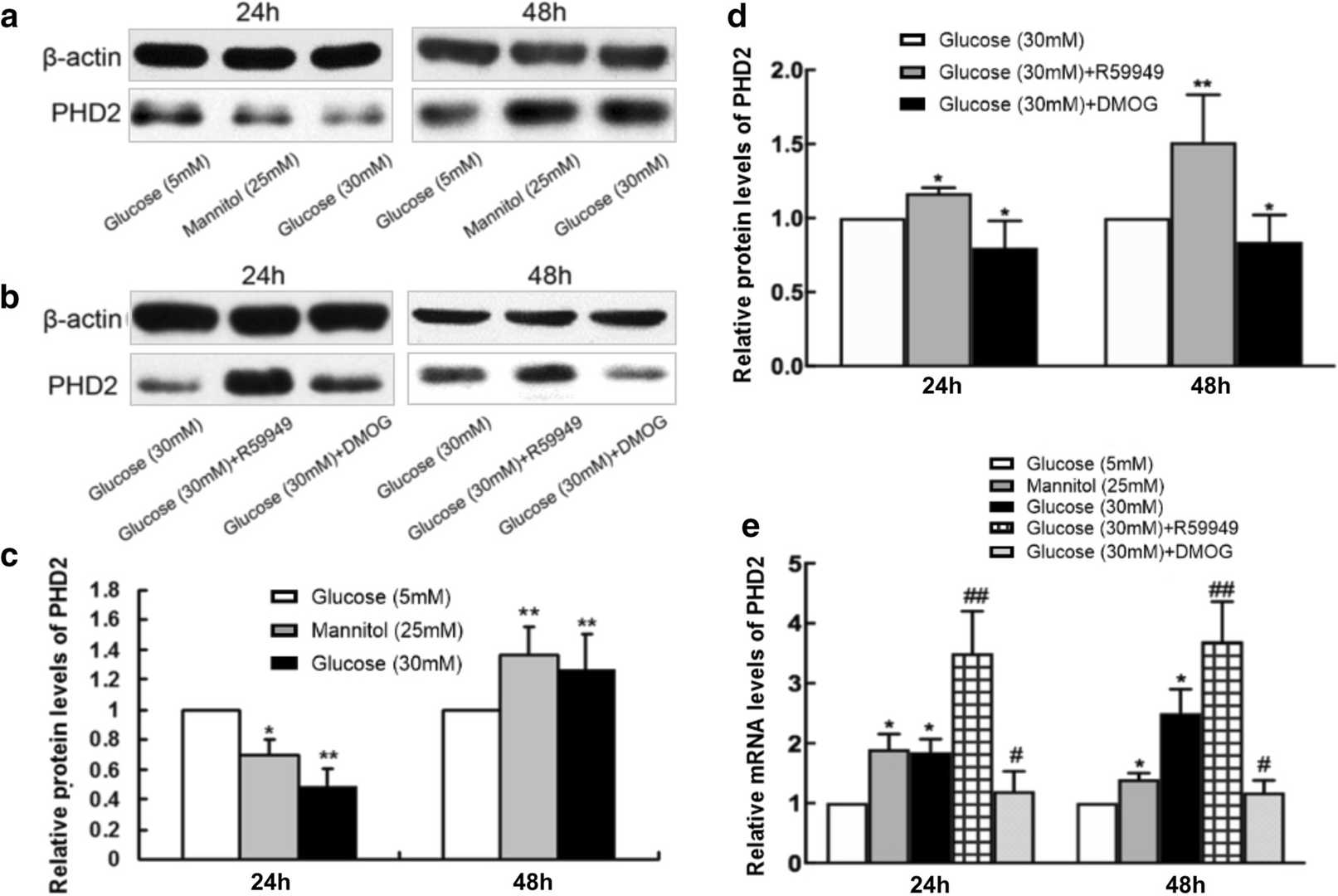 Hyperglycemia affects both mRNA and protein levels of PHD2 in hRMECs.