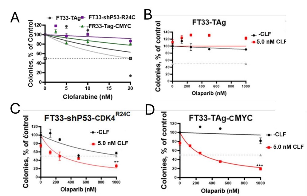 Cytotoxicity was evaluated using a colony forming assay following treatment with clofarabine alone in cell lines FT33-TAg, FT33-shP53-CDK4(R24C), and FT33-TAg-cMYC as shown in (A). In (B), FT33-TAg, (C) FT33-shP53-CDK4(R24C), and (D) FT33-TAg-cMYC were subjected to clofarabine with and without 5 nM CLF in combination with varying concentrations of olaparib.