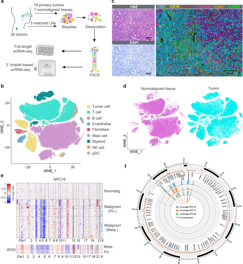 a Workflow showing the process of sample collection, single-cell dissociation, sorting, and scRNA-seq using two platforms. b t-SNE plot of all single cells from 10× Genomics. c Multi-IHC staining with anti-CD3 (T cells), anti-CD19 (B cells), anti-CD117 (mast cells), anti-Pan-CK (tumor cells), anti-CD68 (macrophages) and anti-α-SMA (fibroblasts) antibodies. d t-SNE plots comparing the distribution of single cells derived from tumors and nonmalignant tissues. e The upper panel shows large-scale CNVs of single cells from a representative tumor (NPC16) that were inferred based on scRNA-seq data. The lower panel exhibits CNVs inferred from whole-genome sequencing. f An annotated Circos plot showing the total coverage of EBV-derived sequencing reads in single cells from three tumors.