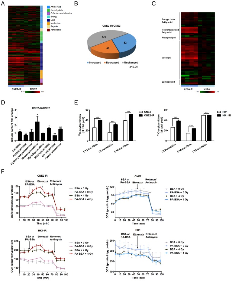 (A) Heat map of 260 biochemical factors in lysates from CNE2 and CNE2-IR cells. (B) Pie charts indicate the number of biochemical changes of each metabolic pathway in CNE2-IR cells compared with CNE2 cells. (C) Heat map of lipid factors in lysates from CNE2 and CNE2-IR cells. (D) Fold change of cellular acylcarnitine levels in CNE2-IR cells compared with CNE2 cells. (E) Labeling incorporation from 13C16-palmitate into palmitoyl-carnitine (C16), myristoyl-carnitine (C14), and lauroyl-carnitine (C12) in CNE2-IR and HK1-IR cells compared with parental cells at 24 h after exposure to 4 Gy irradiation (IR). (F) Oxygen consumption rates (OCR) were measured by Seahorse XF analysis with the indicated reagents in CNE2-IR and HK1-IR cells compared with parental cells at 24 h after exposure to 0 or 4 Gy IR.