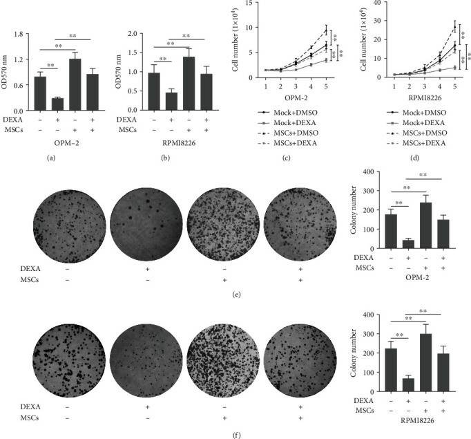 (a, b) The OPM-2 or RPMI8226 cells were cocultured with MSCs in a 6-well transwell microplate with or without dexamethasone (10 μM). After 48 hours, cell viability was determined using the MTT assay. Besides, (c-f) cell number and colony formation assays were also determined on the OPM-2 and RPMI8226 cells. Mock indicates that the cells were transfected with a vector.