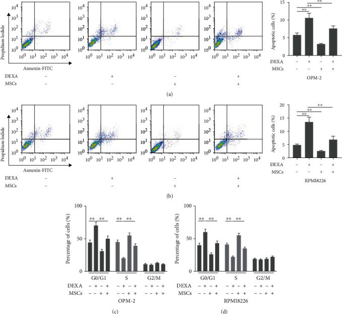 (a, b) The OPM-2 or RPMI8226 cells were cocultured with MSCs in a 6-well transwell microplate with or without dexamethasone (10 μM). After 48 hours, the cell apoptosis assay was determined by using flow cytometry. Besides, (c, d) cell cycle distribution was also determined by using a flow cytometry assay.