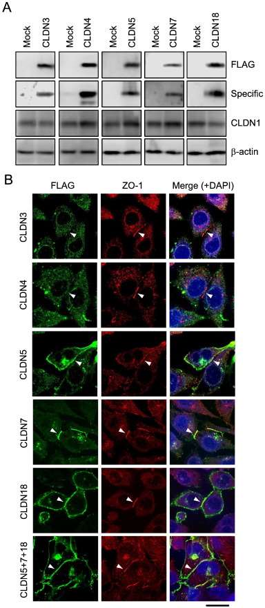 Cells were transfected with mock or FLAG-tagged CLDN3-5, 7, and 18/pCMV-Tag2 vectors. (A) At 48 h after transfection, the cell lysates were collected and immunoblotted with anti-FLAG, β-actin, and CLDN1, 3-5, 7, and 18 specific antibodies. (B) The cells were stained with anti-FLAG (green) and ZO-1 (red) antibodies, or DAPI (blue).