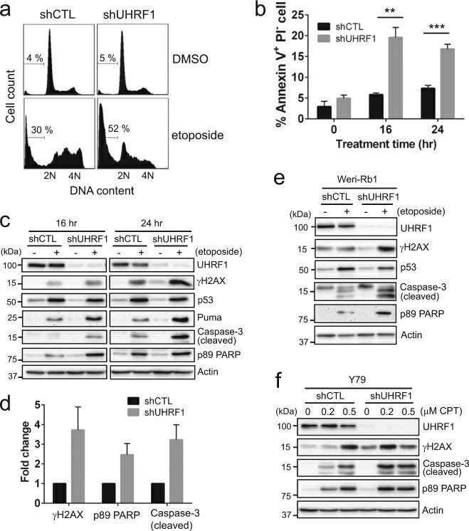 (a) Sub-G1 population detected by flow cytometry in control (shCTL) and UHRF1-knockdown (shUHRF1) Y79 cells treated with vehicle or 10 µM etoposide for 24 h. (b) Quantification of early apoptotic cell death by Annexin V-PI staining. (c) Immunoblots for indicated proteins in Y79 shCTL and shUHRF1 cells after exposure to 10 µM etoposide for 16 h and 24 h. (d) Densitometric analyses of the indicated proteins for 24 h-treatment in c. Immunoblots for indicated proteins in Weri-Rb1 shCTL and shUHRF1 cells treated for 24 h. (f) Expression of indicated proteins in UHRF1-knockdown Y79 cells after treatment with various concentrations of camptothecin (CPT) for 24 h.