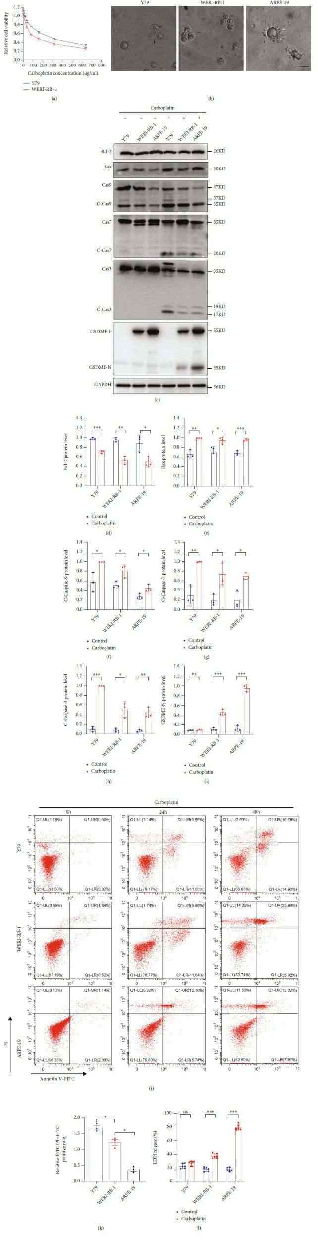 Carboplatin induces pyroptosis in cells with high GSDME expression. (a) CCK-8 assay of cell viability. (b) The death morphologies of the three cell lines were observed using an Olympus microscope. (c–i) GSDME-N and pathway proteins were tested by WB in three different cell lines. (j and k) The FITC and PI staining rates of the three cell lines were determined by flow cytometry and quantitative maps were drawn after treatment with carboplatin for 24 h. (l) LDH levels in the cell supernatant were detected by ELISA.