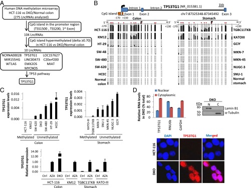 (A) Bisulfite genomic sequencing analysis of TP53TG1 promoter CpG island in cancer cell lines and normal tissues. Locations of bisulfite genomic sequencing PCR primers (black arrows), CpG dinucleotides (vertical lines), and the TSS (long black arrow) are shown. (B) DNA methylation-associated transcriptional silencing of TP53TG1 in cancer cells. (Upper) TP53TG1 expression levels in methylated (HCT-116, KM12, and KATOIII) and unmethylated (SW480, HT29, MKN-7, SNU-1, MKN-45, NUGC-3, and GCIY) cancer cell lines determined by qRT-PCR. (Lower) Restored TP53TG1 expression after treatment with the DNA demethylating agent 5-aza-2´-deoxycytidine (AZA) or upon genetic depletion (DKO) in the originally methylated cell lines. (C) TP53TG1 RNA-FISH and intracellular localization. (Upper) TP53TG1 subcellular distribution in DKO by qRT-PCR. (Lower) Single-molecule visualization of TP53TG1 (red spots) in HCT-116 and DKO cell lines by FISH.