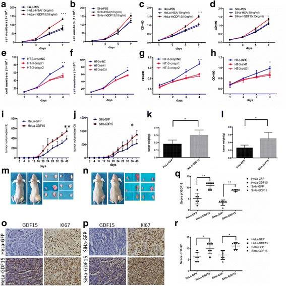 GDF15 promotes cervical cancer cell proliferation in vitro and tumor formation in vivo.