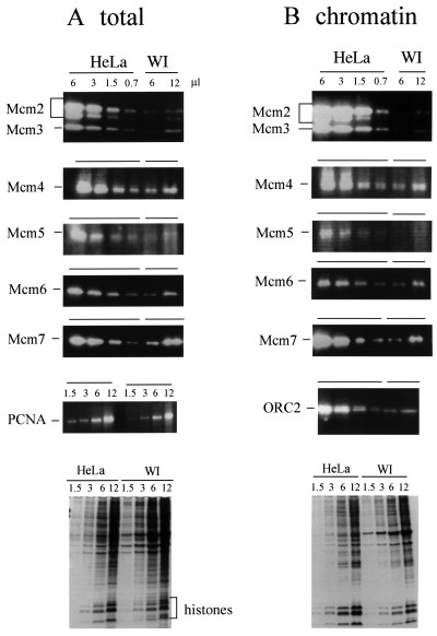 Mcm proteins in total cell extracts and chromatin-bound fraction from HeLa and WI 38 cells.