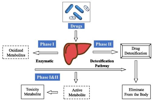 General route of drug metabolism.