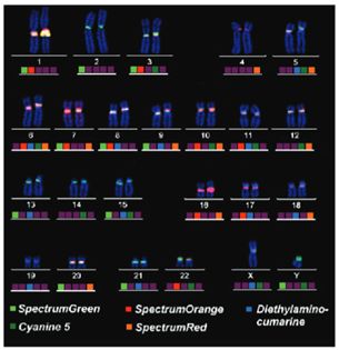 Centromere-specific multicolor FISH (cenM-FISH) on a normal male metaphase.