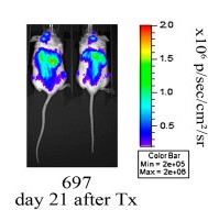 Fig. 3 Pseudocolor images of two representative mice transplanted with monoclonal luciferase-expressing human leukemia cells (697). (Christoph S, et al., 2013)