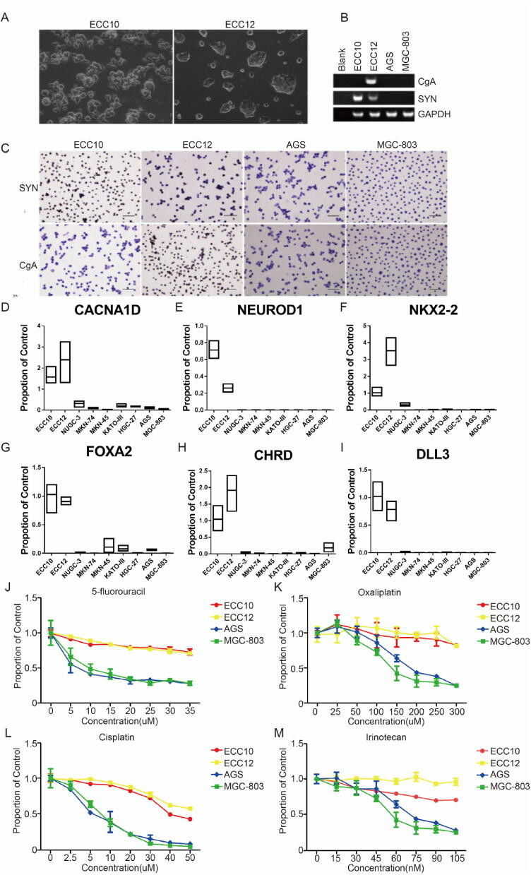 GNEC cell lines verification and drug sensitivity detection.