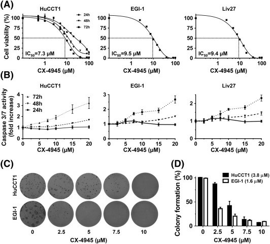 CX-4945 reduces the viability of HuCCT1, EGI-1, and Liv27 cholangiocarcinoma (CCA) cell lines in a dose-dependent fashion.