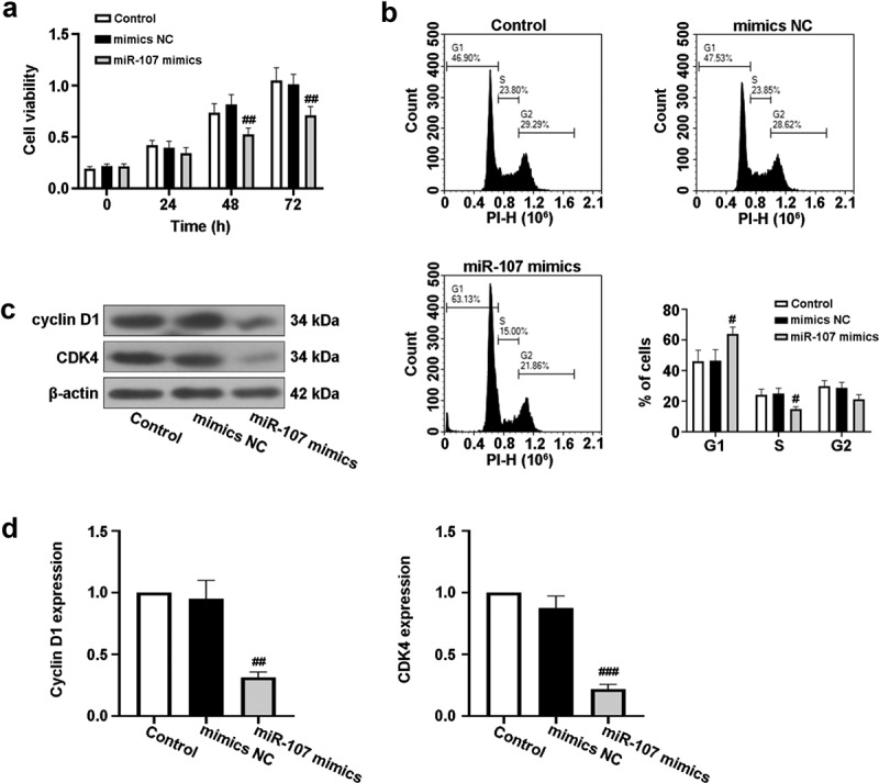 (a) After transfection for 24 h or 48 h or 72 h, cell viability was detected by CCK-8 assay. (b) After transfection for 48 h, the cell cycle was evaluated via a flow cytometer (FCM). (c, d) After transfection for 48 h, the protein expressions of cyclin D1 and CDK4 were assessed using Western blot.