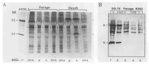 Treatment of OPM-2 cells with CSP led to a significant increase in adhesion of the cells to HUVECs (P < .05).