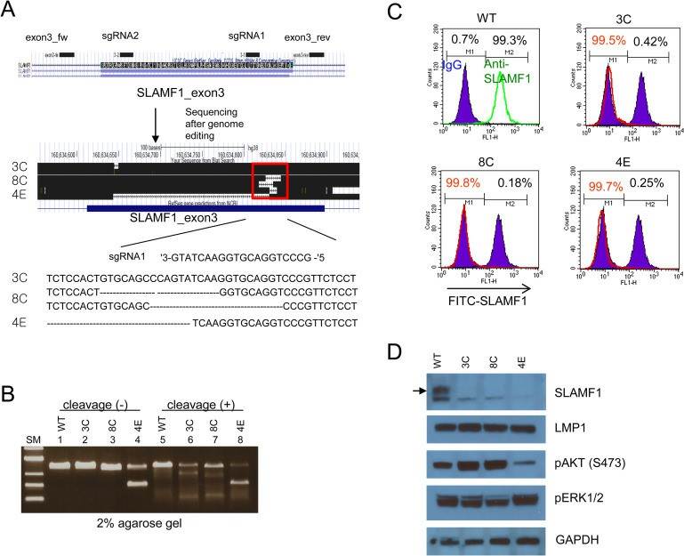 (a, b) The OPM-2 or RPMI8226 cells were cocultured with MSCs in a 6-well transwell microplate with or without dexamethasone (10 μM). After 48 hours, cell viability was determined using the MTT assay. Besides, (c-f) cell number and colony formation assays were also determined on the OPM-2 and RPMI8226 cells. Mock indicates that the cells were transfected with a vector.