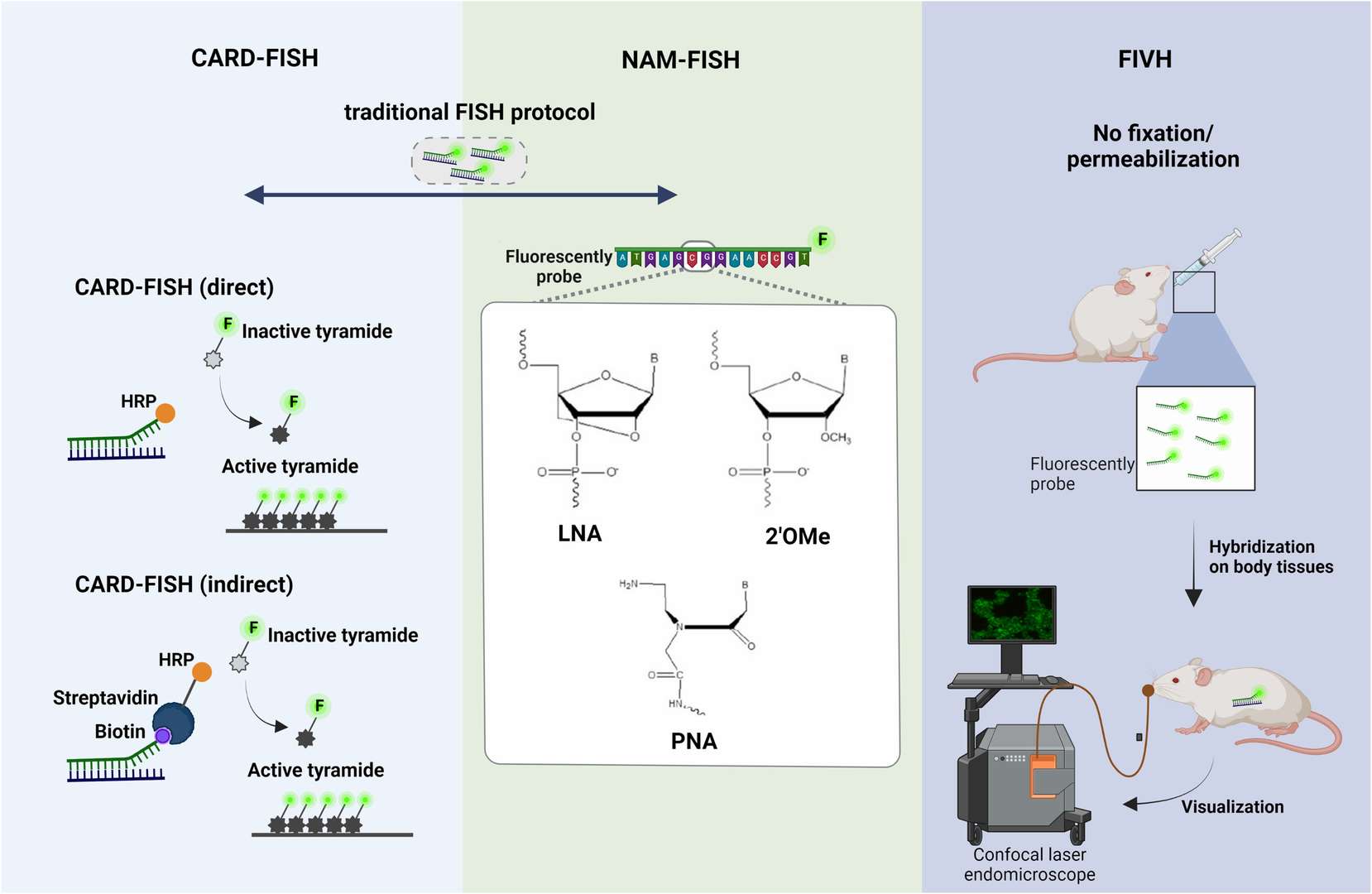 Schematic representation of (A) CARD-FISH, (B) NAM-FISH and (C) FIVH.