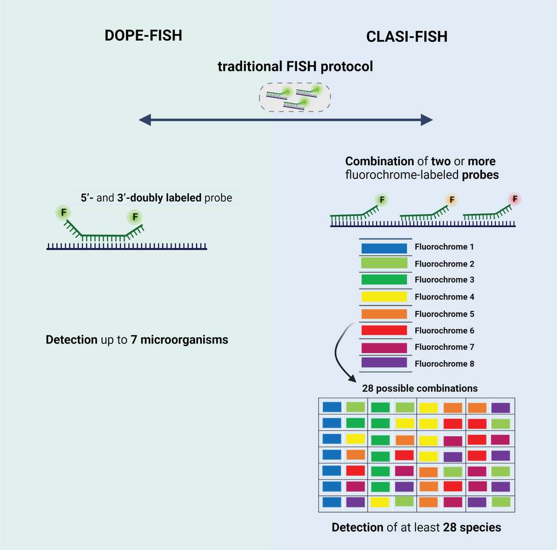 Type of (A) DOPE-FISH and (B) CLASI-FISH probes.