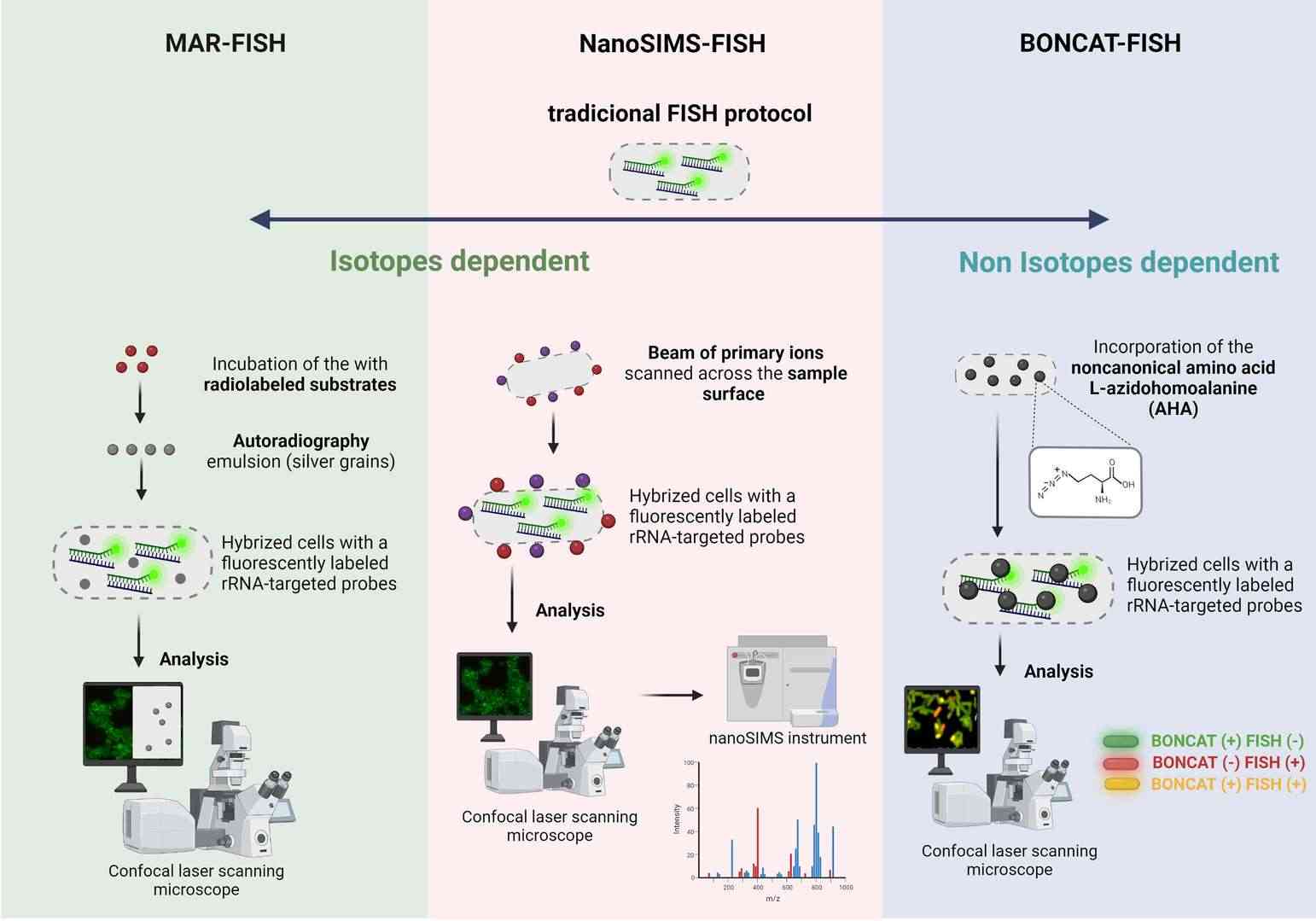 Principle steps of (A) MAR-FISH, (B) NanoSims-FISH and (C) BONCAT-FISH.