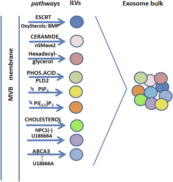 Lipid pathways participating in exosome biogenesis.