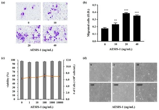 The AESIS-1 peptide significantly promotes the migration of human dermal fibroblast (HDF) cells.