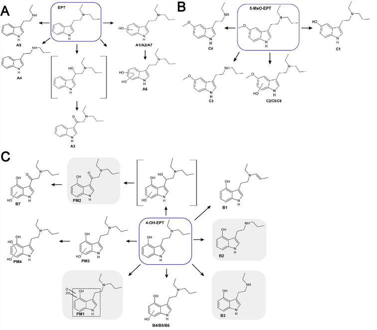 Major metabolites of EPT, 4-OH-EPT, and 5-MeO-EPT after incubation with pHLM.