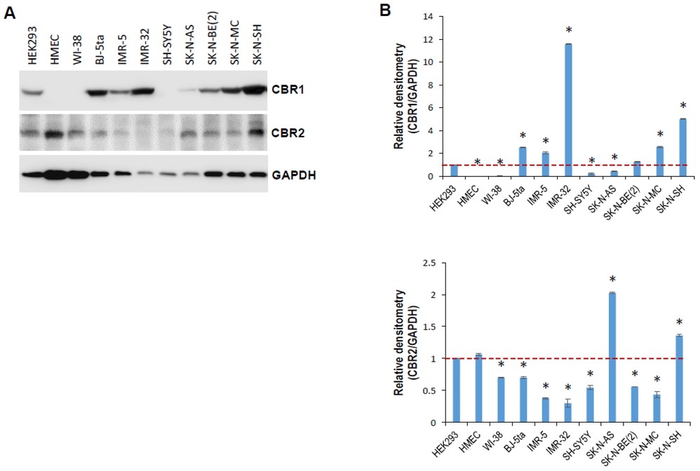 The expression levels of cannabinoid receptors CBR1 and CBR2 were analyzed in both normal and neuroblastoma cell lines.