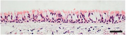 Diagram of the human lobar bronchial epithelium.