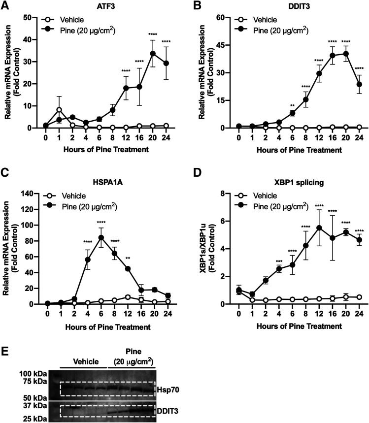 Temporal profiling of ERS biomarkers in lobar HBECs following pine WSPM exposure.