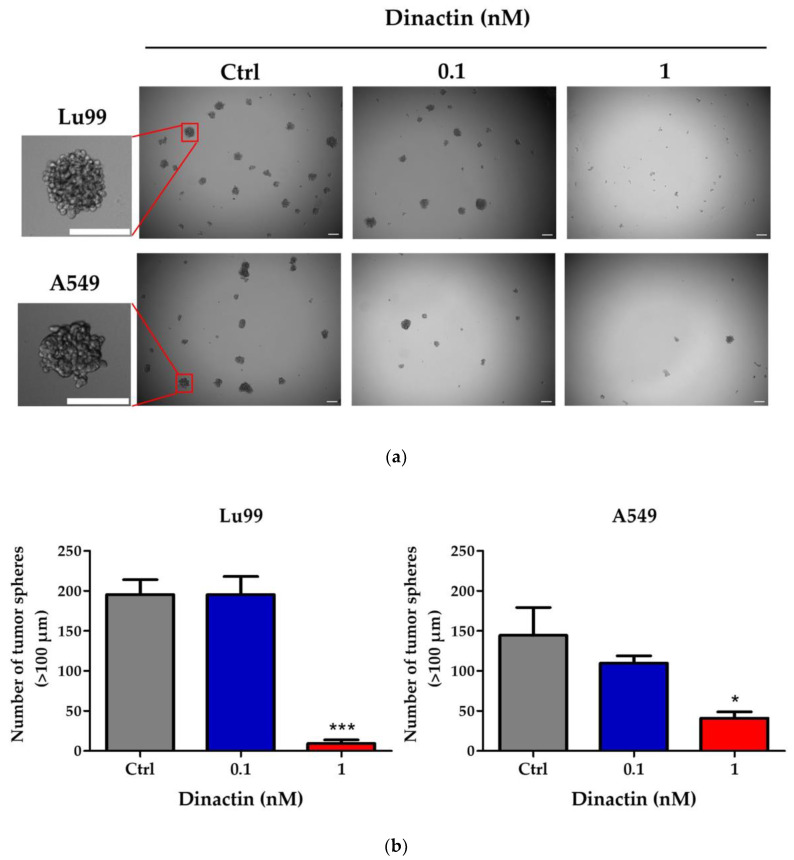 Lu99 and A549 cells were cultured in serum-free cancer stem cell culture medium in the presence of 0.1 or 1.0 nM of dinactin for 14 days. The representative images of tumor spheres in Lu99 and A549 cells were shown (a). The number of spheres greater than 100 µm was counted (b).