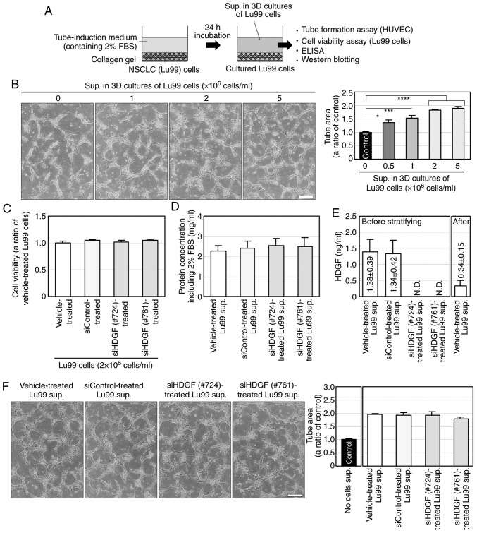 (A) Procedure of preparation and use of the supernatant derived from Lu99 cells in 3D culture. (B) Lu99 supernatant induces tube formation in a cell-density-dependent manner. (C) Lu99 cell viability in 3D culture was not decreased by HDGF knockdown. (D) Protein concentration in Lu99 supernatants. (E) ELISA for HDGF in Lu99 supernatant. (F) HDGF is not directly involved in Lu99 supernatant-induced tube formation.