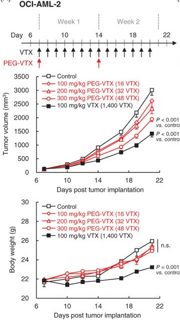 In vivo anti-tumor effects of either free VTX or PEG-VTX on OCI-AML-2 xenograft mouse model.