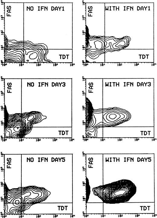 Cells were incubated without or with 200 U/mL IFN-α for 1, 3, and 5 days. Cells were then subjected to double staining for Tdt-mediated dUTP-biotin nick-end labeling (TUNEL) and CD95 expression and flow cytometry analysis.