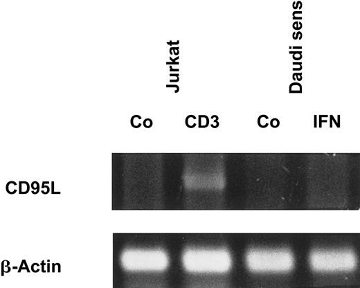 Daudi cells were stimulated as indicated for 20 hours. Jurkat cells, which were cultured with medium or coated CD3 monoclonal antibody for 4 hours, were used as the positive control (Co). mRNA levels of CD95L and β-actin were assessed by RT-PCR.