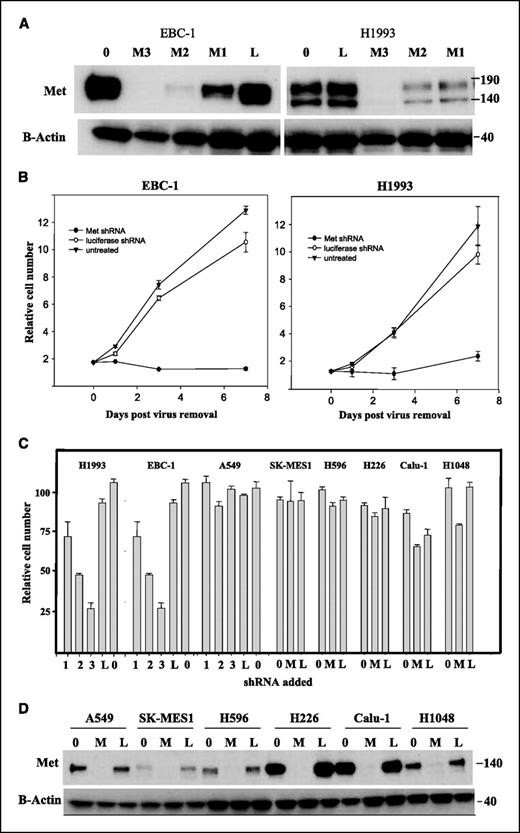 A, ShRNA-mediated knockdown of Met in EBC-1 and H1993 cells. C, selective growth inhibition in Met-amplified cell lines.